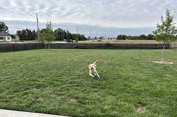 Dog park