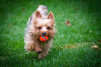 A small dog is running with a ball in its mouth 