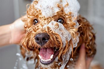 A dog is being bathed and is covered in soap suds at the pet spa 