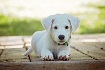 Pet friendly