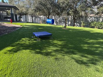 Bark park doggy park