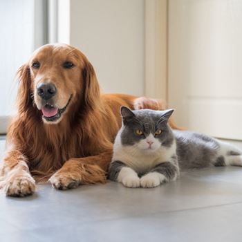 Pets welcome | we love pets