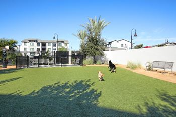 Dog park & wash