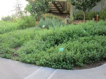 Community herb garden