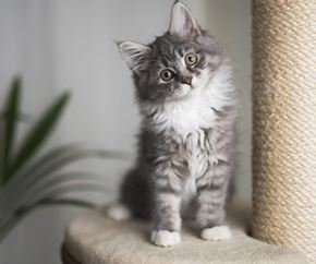Salem apartment for rent - Adorable gray and white kitten near scratching post at Monroe Avenue Apartments, Salem, 97301