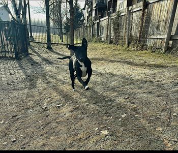 A dog in the yard