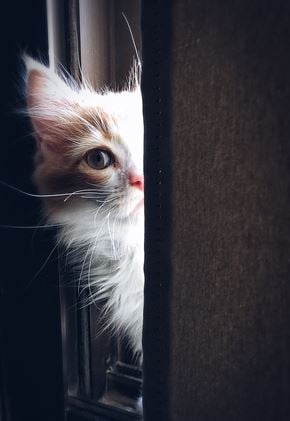 Bellevue townhouse for rent - a white cat looking out of a window