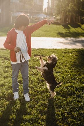 Bellevue townhouse for rent - a young boy playing with a dog on a leash