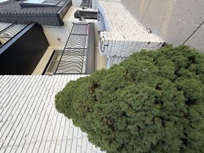 Kansas City apartment for rent - A green tree in front of a building with a grey wall.