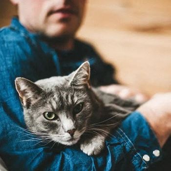 A cat sitting on the lap of a man