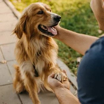 Person petting a dog