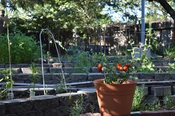 Community garden