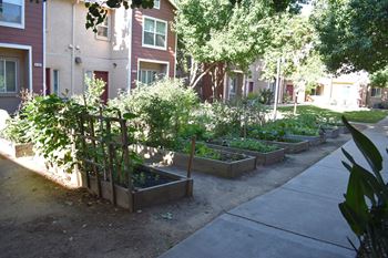 Community garden at lemon hill