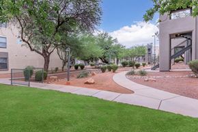 Tucson apartment for rent - A tree in a yard with a building in the background.