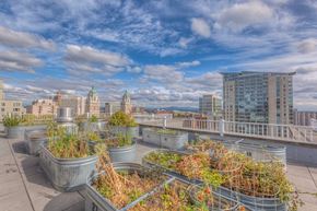 Seattle apartment for rent - A rooftop garden with several planters and buildings in the background.