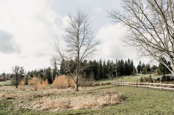 Nature view