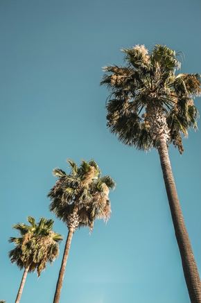 Irvine apartment for rent - Two palm trees with a clear blue sky in the background.