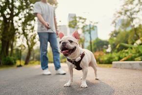 Irvine apartment for rent - A small white dog with pink ears is standing on a mat in a park.