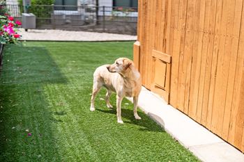 Gated pet park