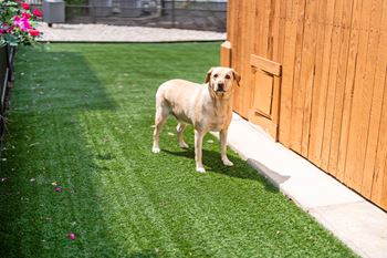 Gated pet park