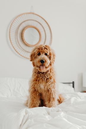 Tamarac apartment for rent - a dog sitting on a bed in a bedroom