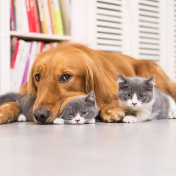 Pet friendly - cats and dogs
