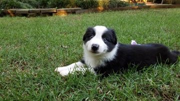 Chapel Hill apartment for rent - A black and white puppy is lying on the grass.