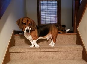 Santa Barbara apartment for rent - A dog is standing on a staircase.