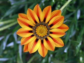 Rocklin apartment for rent - an orange and yellow flower on a green plant