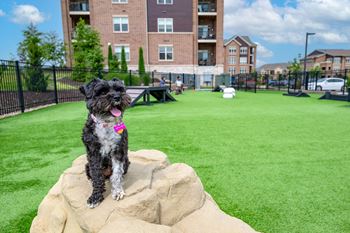 Dog park & agility course
