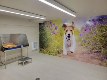 Dog wash & grooming spa
