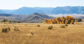 Casper apartment for rent - A field with dry grass and trees with yellow leaves.