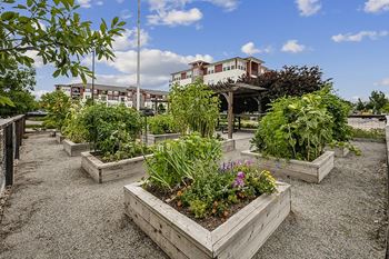 Community garden