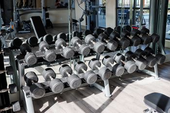 A row of dumbbells in the gym