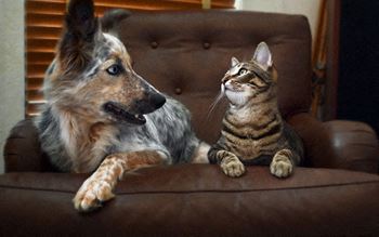 Pet friendly community
