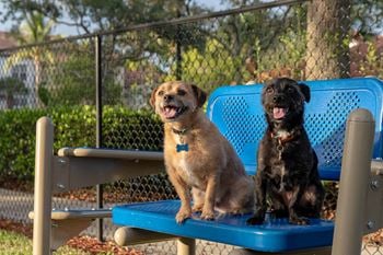 Dog friendly community