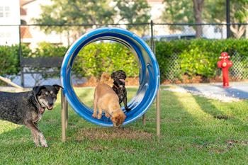 Agility equipment's