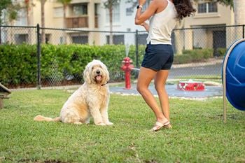 Off-leash dog bark park with obstacle course style pet play areas