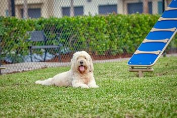 Dog sitting in a park
