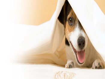 Dog under covers