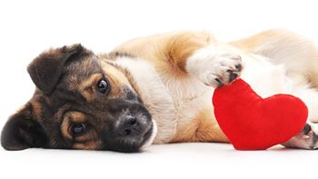 Dog with toy