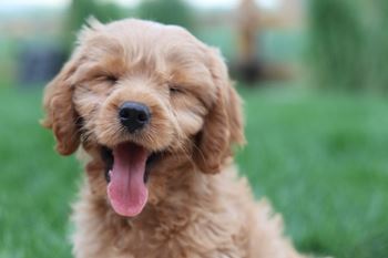 Dog park
