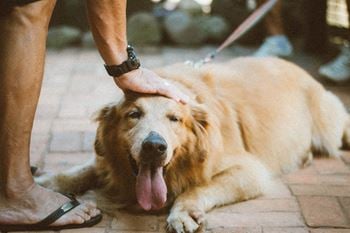 Person-touching-golden-retriever