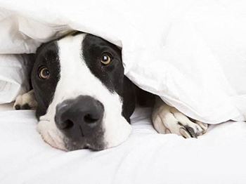 Dog under blanket