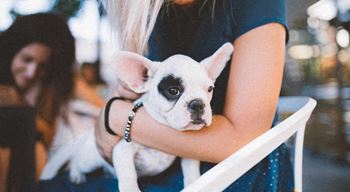 Pet friendly