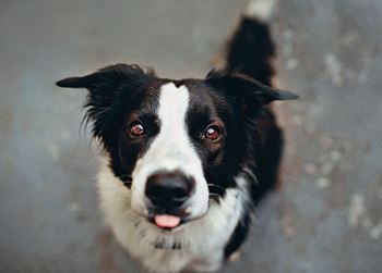 Healthy and happy dog