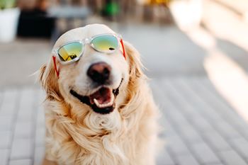 A dog wearing sunglasses and smiling.