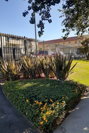 Los Angeles apartment for rent - a garden with yellow flowers in front of a fence