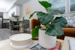 Los Angeles apartment for rent - A potted plant with green leaves sits on a table in a modern kitchen.
