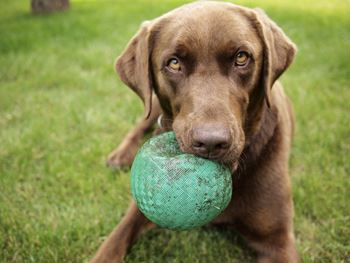 A brown dog with a green ball in its mouth